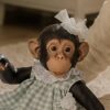 MONO REBORN LOLA LA CHIMPANCÉ VDO CUADROS VERDE